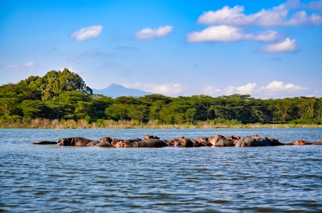 Prison Island